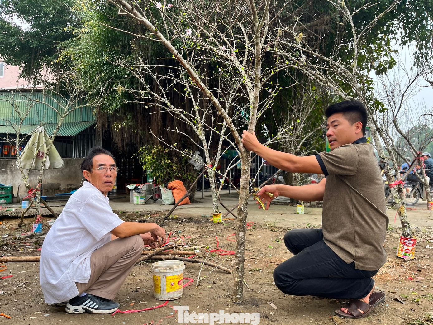 Anh Nguyễn Đức Tính (quê xã Nghi Ân, thành phố Vinh) cho biết, năm nay anh cùng 3 người bạn phải sang tận Lào để tìm mua được 200 cành đào đá. Hơn nửa tháng trước anh đã đi tìm mua đào nhưng năm nay đào nở sớm hơn nên việc tìm đào còn nụ để bán đúng dịp Tết rất vất vả. Sau khi đưa được đào về, anh Tính chia thành nhiều điểm khác nhau ở các huyện để bán đào.