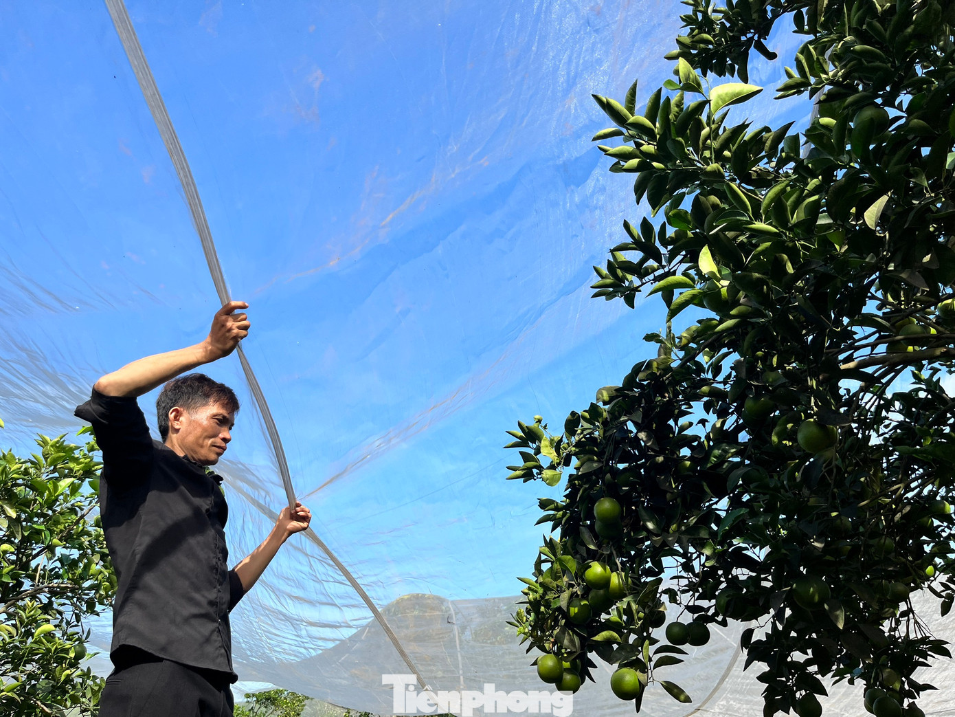 Vườn cam của gia đình anh Nguyễn Cảnh Hiếu (trú xã Xuân Thành, huyện Yên Thành, Nghệ An) cũng tìm nhiều cách để xua đuổi ruồi vàng, sâu bướm thay cho việc phun thuốc trừ sâu như tìm cách dẫn dụ ruồi vàng đi nơi khác hay là mắc màn cho vườn cam. Nhờ áp dụng nhiều biện pháp, vườn cam được bảo vệ khỏi côn trùng, sâu bướm, ruồi vàng.