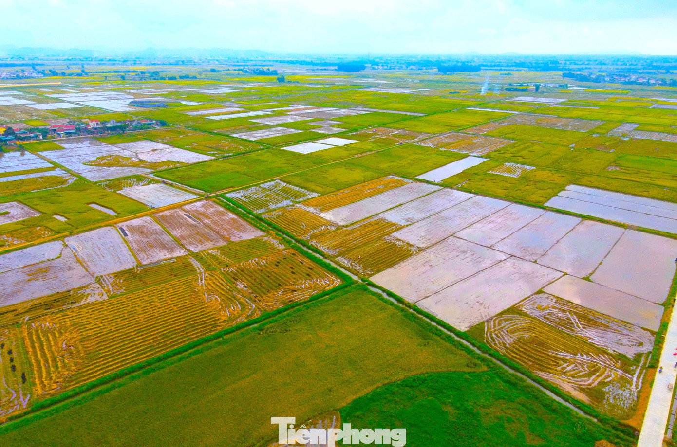 Những ngày cuối tháng 5, người nông dân khắp các huyện thành thị ở Nghệ An đang vào mùa thu hoạch lúa vụ đông xuân với sản lượng cao. Đây cũng là thời điểm những người thu gom rơm tất bật vào mùa "hốt bạc". Tỉnh nghệ An là một trong những địa phương có diện tích đất nông nghiệp lớn. Mỗi năm, tỉnh này sản xuất trên 170.000 ha lúa, sản lượng đạt trên 1 triệu tấn/năm. Chính vì thế, phụ phẩm rơm rạ sau mỗi mùa thu hoạch cũng rất lớn.