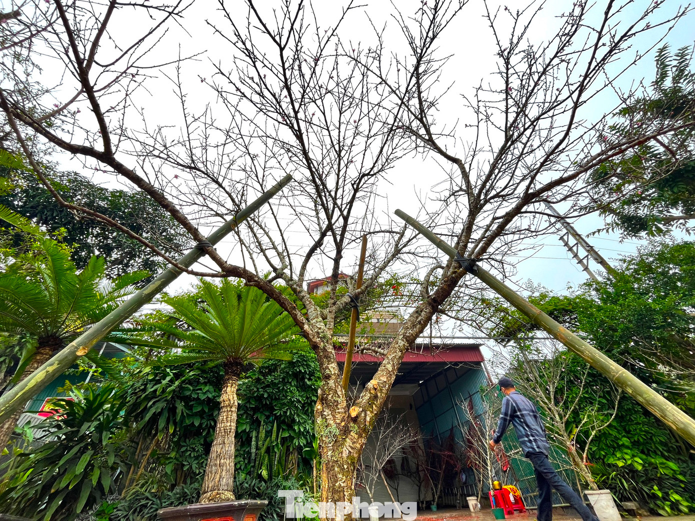 Nhờ vẻ đẹp độc đáo, khan hiếm nên loại đào này mang giá trị cao và được người dân miền xuôi ưa chuộng mua về trưng Tết.