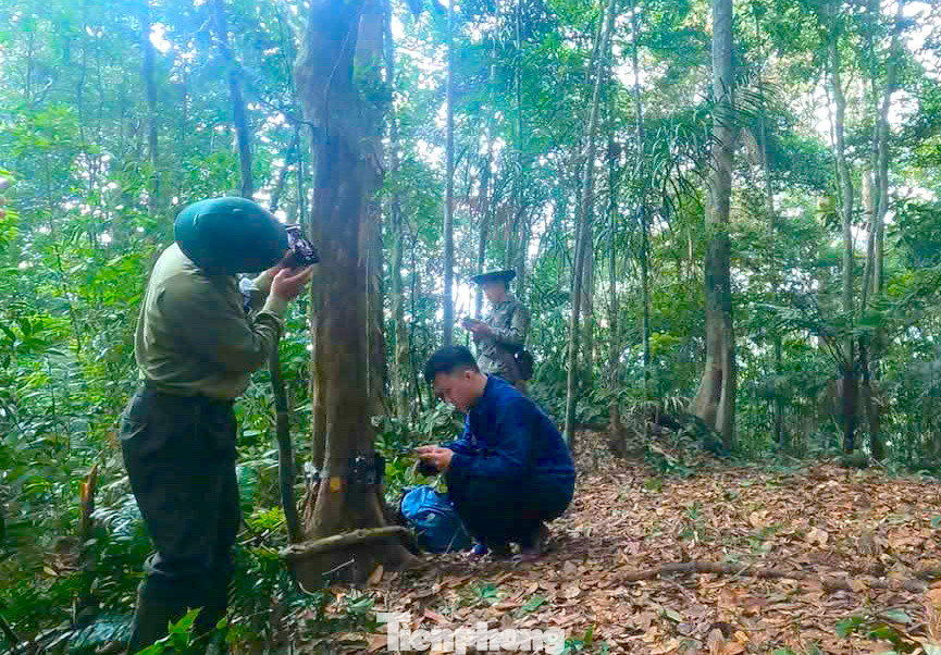 Ban quản lý rừng phòng hộ Tương Dương (Nghệ An) vừa phối hợp với Trung tâm Bảo tồn động vật hoang dã Việt Nam triển khai dự án đặt máy ảnh tự động (camera trap) trong khu vực rừng phòng hộ, rừng nguyên sinh. Bẫy ảnh được đặt tại vùng rừng nguyên sinh thuộc các tiểu khu 681, 704, 697, 703, 698, 701, 702, 708 có độ cao 1.000 - 1.500m. Ban quản lý rừng phòng hộ Tương Dương (Nghệ An) vừa phối hợp với Trung tâm Bảo tồn động vật hoang dã Việt Nam triển khai dự án đặt máy ảnh tự động (camera trap) trong khu vực rừng phòng hộ, rừng nguyên sinh. Bẫy ảnh được đặt tại vùng rừng nguyên sinh thuộc các tiểu khu 681, 704, 697, 703, 698, 701, 702, 708 có độ cao 1.000 - 1.500m.