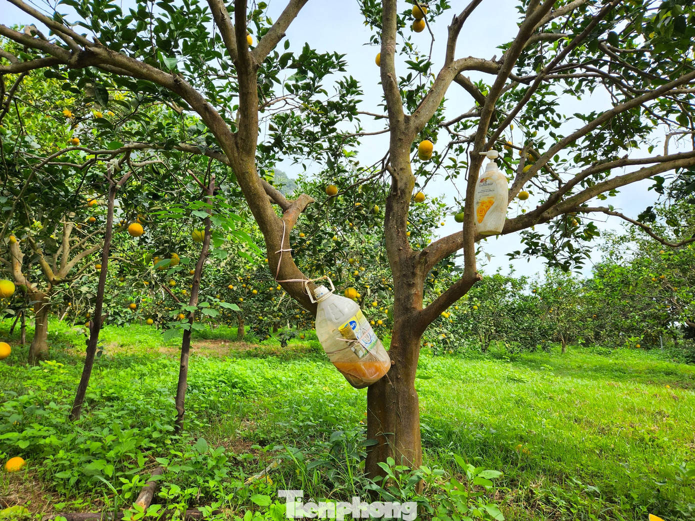 Trong vườn của ông Biên, cây cam nào cũng được treo những chai nhựa chứa loại nước "đặc biệt" này. Cây nhỏ ông Biên treo 1 chai, cây nào lớn ông Biên treo đến 2, 3 chai để có hiệu quả.