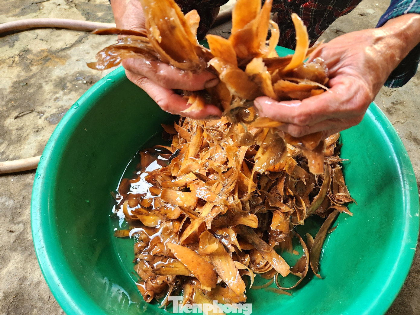 Thứ "phụ gia" trộn để làm giấy không thể thiếu là chất nhờn từ cây Bét Bét. Sau khi chặt cây Bét Bét về, bà Hải chặt nhỏ ngâm với nước để cho ra thứ chất nhờn.