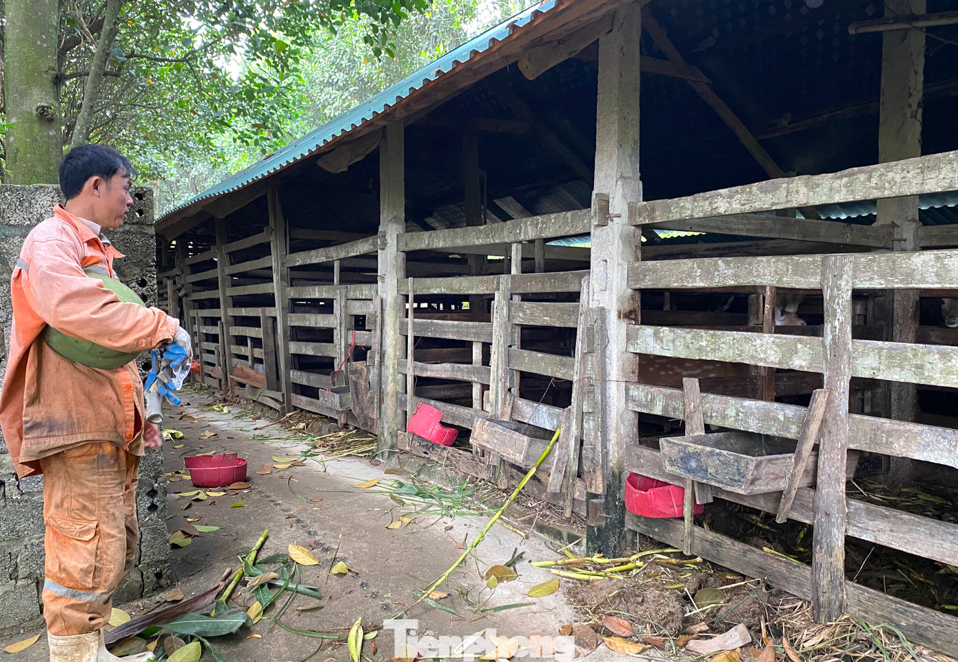 Là một trong những hộ nuôi hươu, nai lâu năm ở xã Quỳnh Vinh, anh Lê Công Hiệp (SN 1981, trú xóm 22, xã Quỳnh Vinh) hiện có 3 khu trại với hơn 50 con. Anh Hiệp cho hay, nghề nuôi hươu không quá tốn sức, chỉ cần người nuôi nắm rõ chu kỳ ra nhung của hươu thì dễ dàng nuôi. Trong khi đó, nguồn thức ăn của hươu dễ kiếm, dễ trồng và chi phí không lớn.