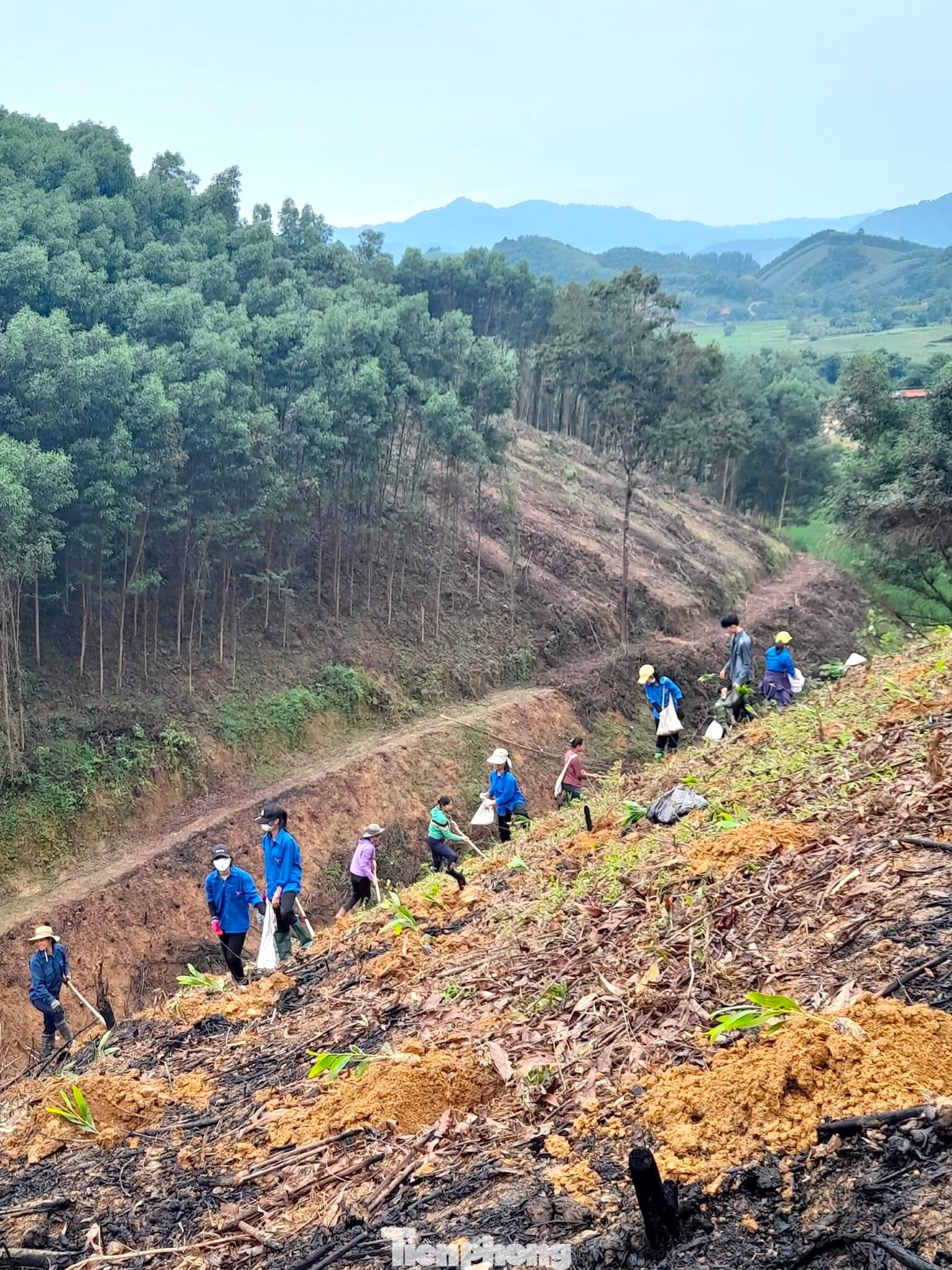 Trước hoàn cảnh khó khăn, các đoàn viên thanh niên và hội viên phụ nữ đã đến giúp đỡ gia đình chị Hoạch trồng lại cánh rừng keo sản xuất.