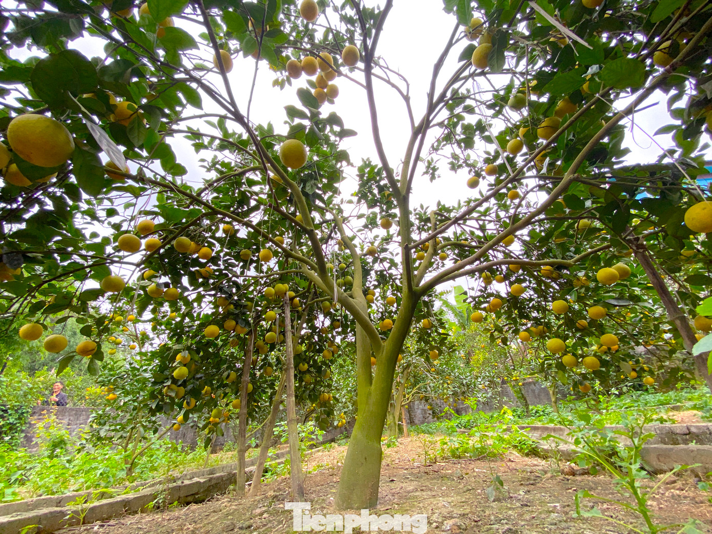 Ông Thọ cho hay, khi mới ra quả, vườn cam sai trĩu rất đẹp. Tuy nhiên từ khoảng tháng 9 trở lại đây, cam bắt đầu có hiện tượng rụng hàng loạt. Có nhiều cây cam rụng gần hết nhưng có những cây chỉ rụng một số ít.