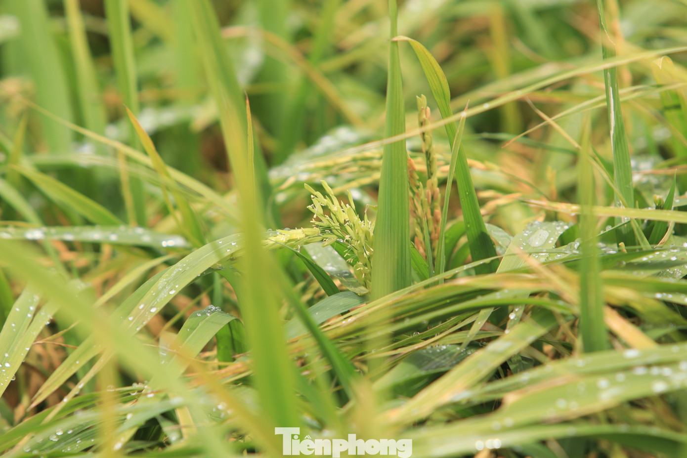 Trên ruộng lúa xuất hiện cả bông đã chín vàng và cả bông xanh lép hạt. Thậm chí nhiều cây lúa giờ mới trổ bông dù đã đến thời gian thu hoạch.