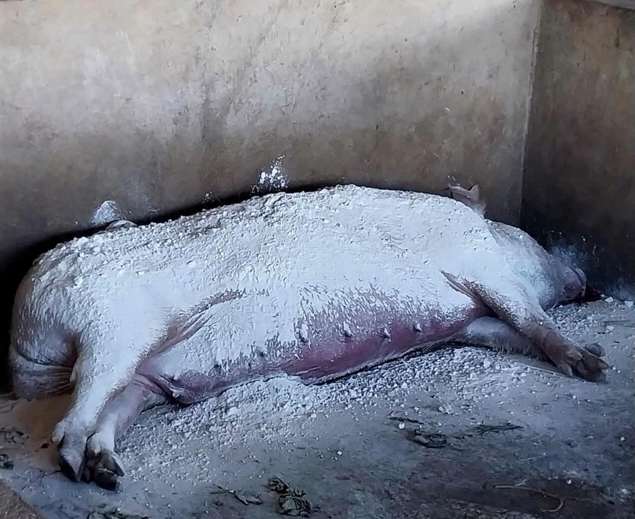 Lợn chết do dịch được xử lý trước khi đưa đi tiêu hủy.