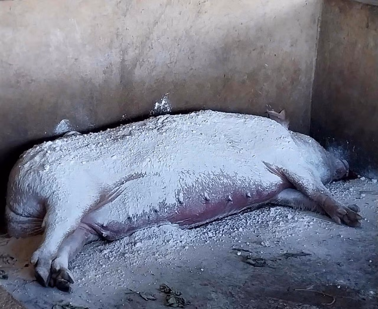 Lợn chết do dịch được xử lý trước khi đưa đi tiêu hủy.