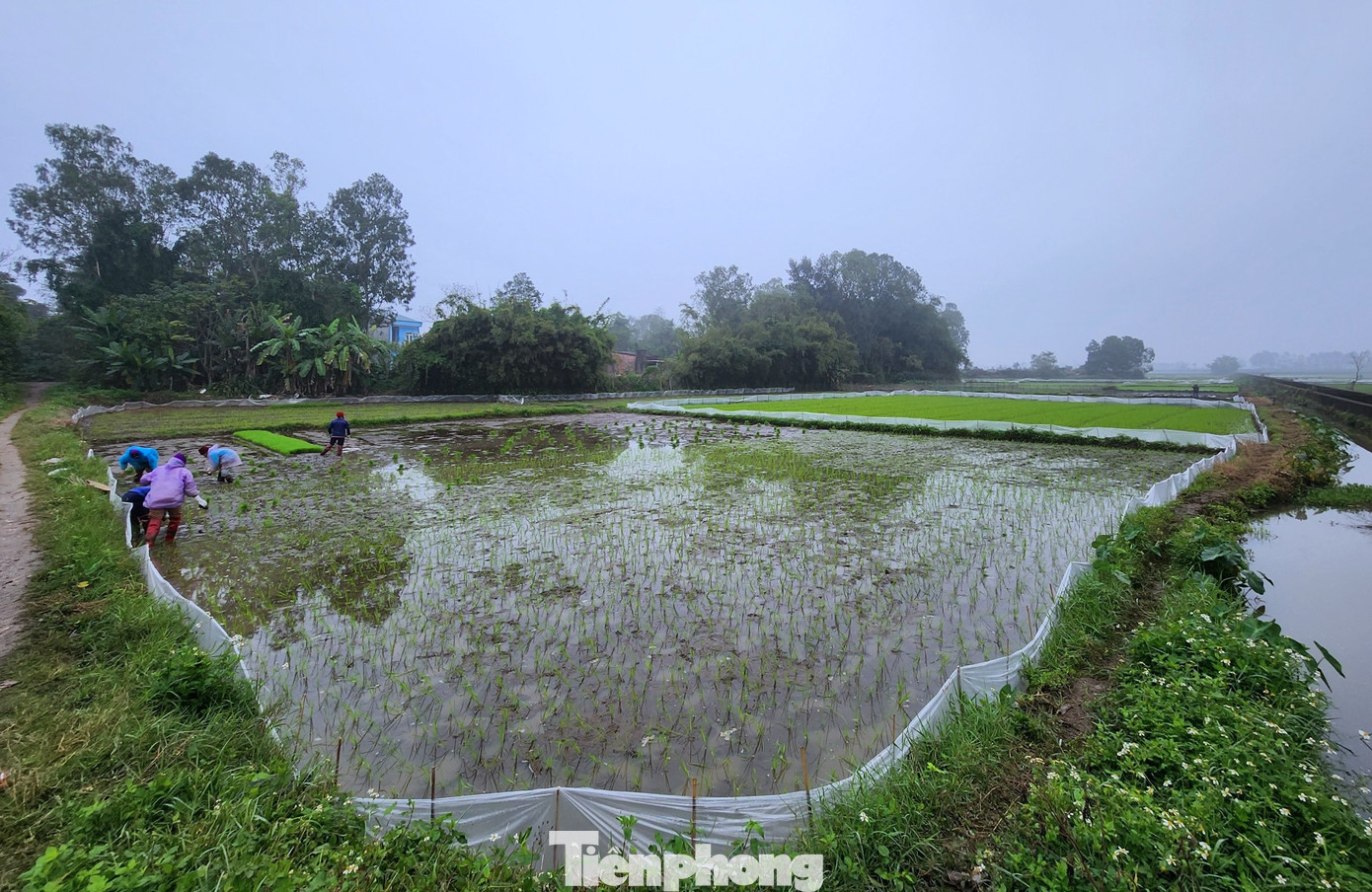 Người dân ở xã Hoa Thành (huyện Yên Thành, tỉnh Nghệ An) cho hay, đợt này thời tiết rét đậm, thỉnh thoảng có mưa nhưng họ không thể hoãn việc cấy lúa lại. Bởi chung một cánh đồng, các ruộng phải cấy đồng loạt với nhau để đảm bảo thời gian sinh trưởng và chăm sóc.