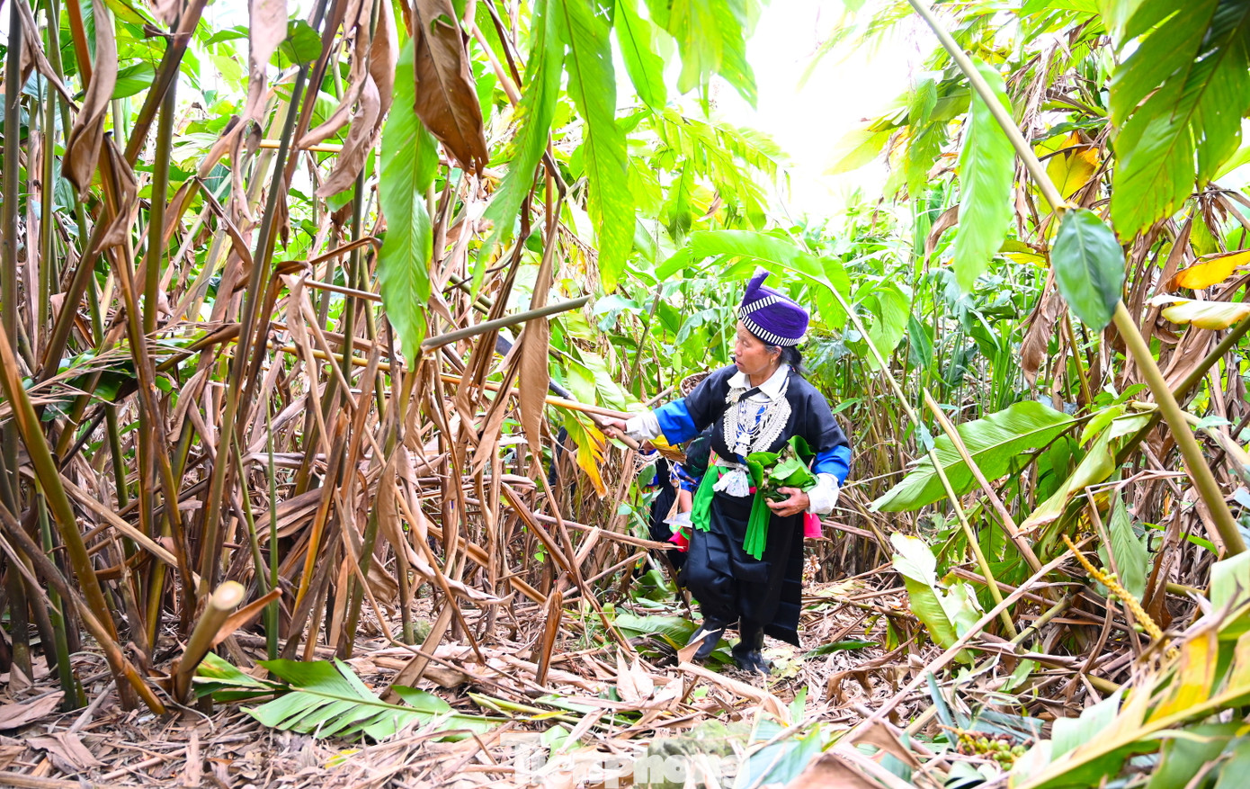 Ở huyện Kỳ Sơn (Nghệ An), gừng là một trong những cây trồng chủ lực của các xã vùng rẻo cao. Nhờ khí hậu và điều kiện thổ nhưỡng phù hợp, gừng Kỳ Sơn có chất lượng vượt trội và hương vị đậm đà đặc biệt so với gừng ở những nơi khác. Qua đó, giúp nhiều gia đình đồng bào ở huyện miền núi đầy khó khăn này từng bước vươn lên.