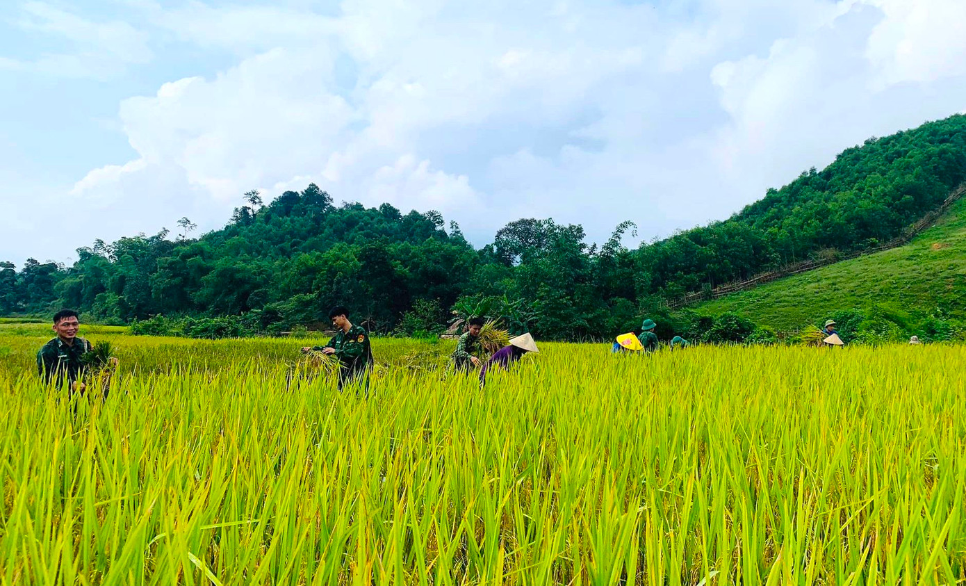 Tại xã Môn Sơn, huyện Con Cuông (Nghệ An), lúa trên đồng của người dân cũng đã chín vàng. Tuy nhiên nhiều gia đình có hoàn cảnh khó khăn, neo người không thể ra đồng thu hoạch. Trước tình hình đó, Đoàn xã Môn Sơn đã lên kế hoạch phối hợp với các cơ quan, đơn vị và Chi đoàn Đồn Biên phòng xã Môn Sơn xuống đồng thu hoạch lúa giúp người dân.