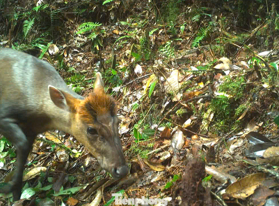 Loài Mang Trường Sơn (Muntiacus truongsonensis) cũng được phát hiện trong rừng nguyên sinh. Đây là loài được liệt kê trong diện cực kỳ nguy cấp trên Sách Đỏ Việt Nam. Loài Mang Trường Sơn (Muntiacus truongsonensis) cũng được phát hiện trong rừng nguyên sinh. Đây là loài được liệt kê trong diện cực kỳ nguy cấp trên Sách Đỏ Việt Nam.