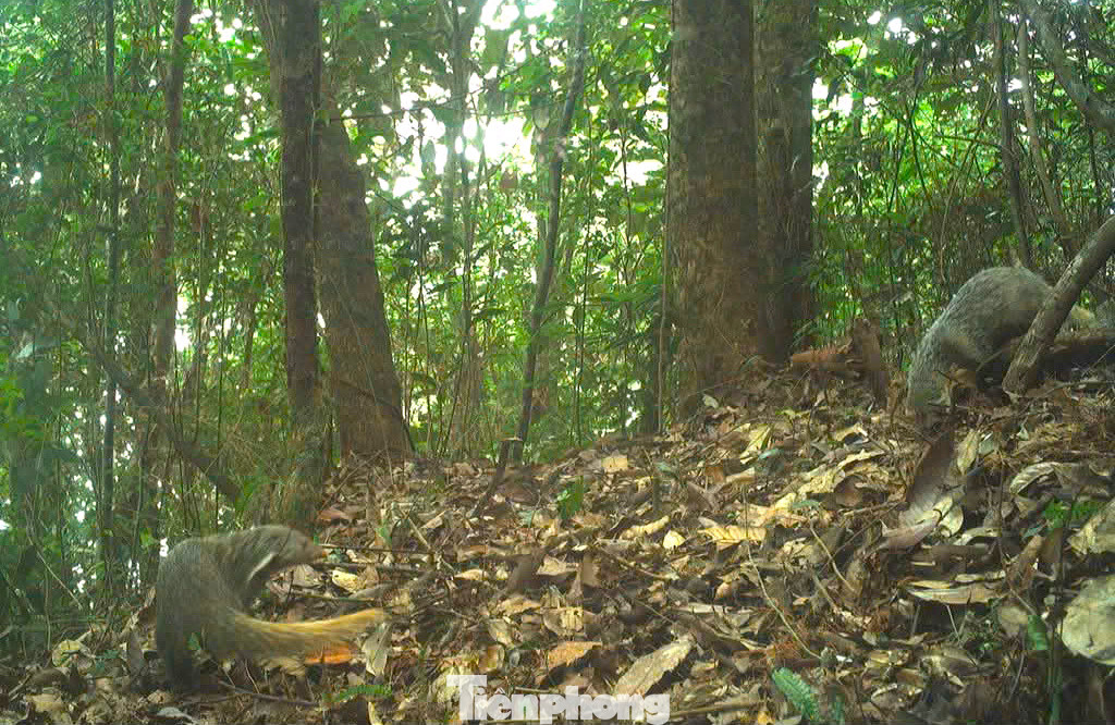 Loài Cầy móc cua (Herpestes urva) thuộc nhóm động vật hoang dã cần bảo vệ. Loài Cầy móc cua (Herpestes urva) thuộc nhóm động vật hoang dã cần bảo vệ.