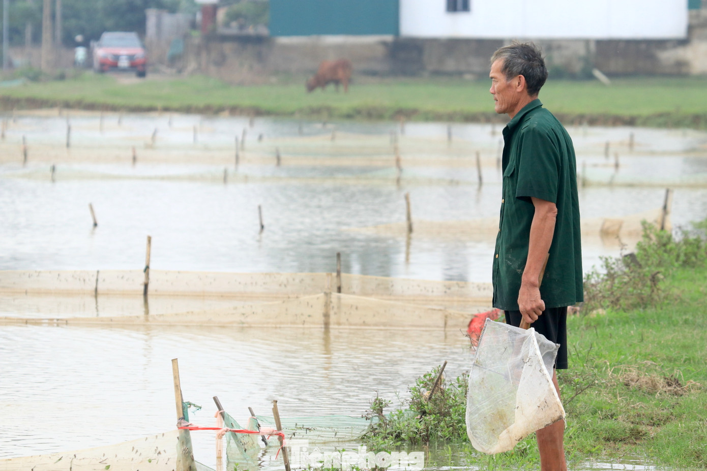 "Rươi tự nhiên nhưng rất khắt khe nên trên ruộng không bao giờ được sử dụng thuốc bảo vệ thực vật khi trồng lúa. Theo kinh nghiệm, chúng tôi xay ngô thành bột, rải đều trên mặt ruộng rồi cày bừa. Làm như vậy để bổ sung thức ăn cho rươi. Nhờ đó, con rươi sẽ béo, tốt và có chất lượng hơn", ông Võ Văn Quế nói và cho biết, gia đình ông có 12 sào ruộng rươi. Mùa rươi năm 2023, sau khi bán và trừ các chi phí, gia đình ông thu về được hơn 50 triệu đồng.