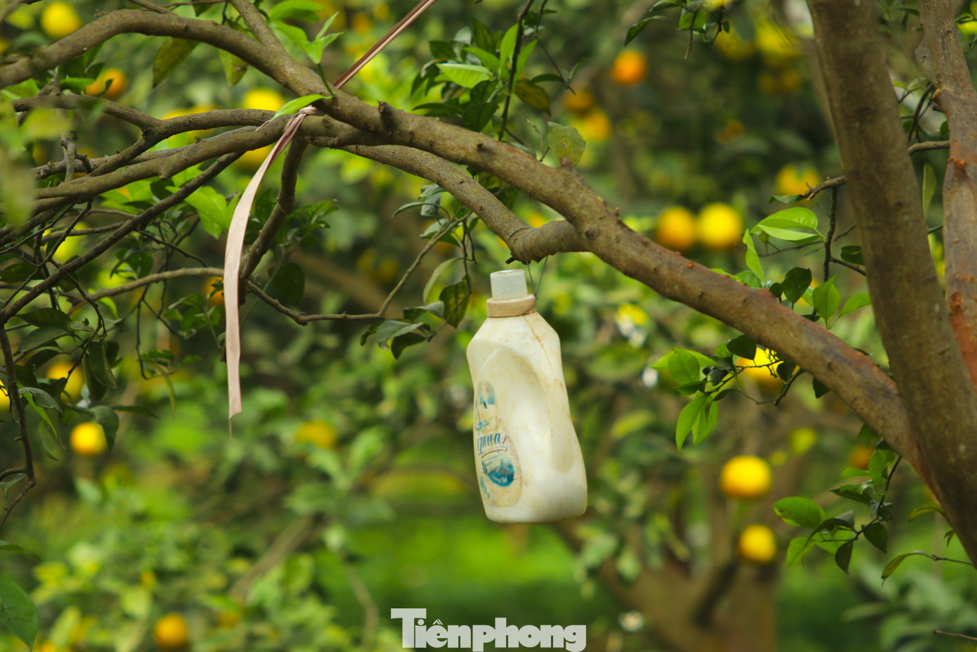 Trong vườn của ông Biên, cây cam nào cũng được treo những chai nhựa chứa loại nước "đặc biệt" này. Cây nhỏ ông Biên treo 1 chai, cây nào lớn ông Biên treo đến 2, 3 chai để có hiệu quả.