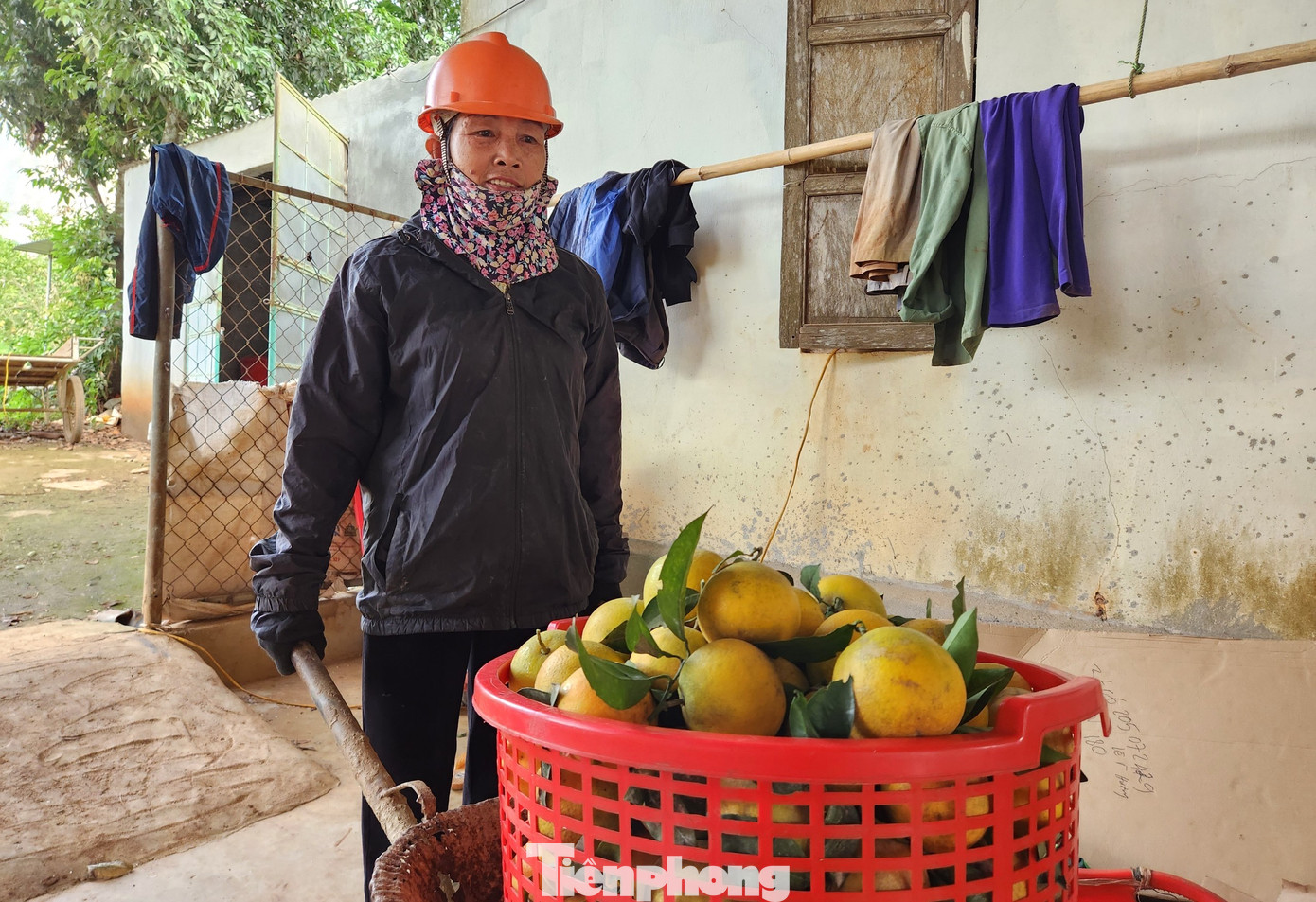 Để kịp thu hoạch bán cho khách dịp Tết, ông Biên phải thuê nhiều nhân công về cắt, chọn và phân loại cam.