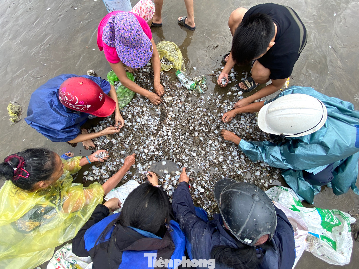 Từng nhóm người cùng nhau nhặt "lộc biển".
