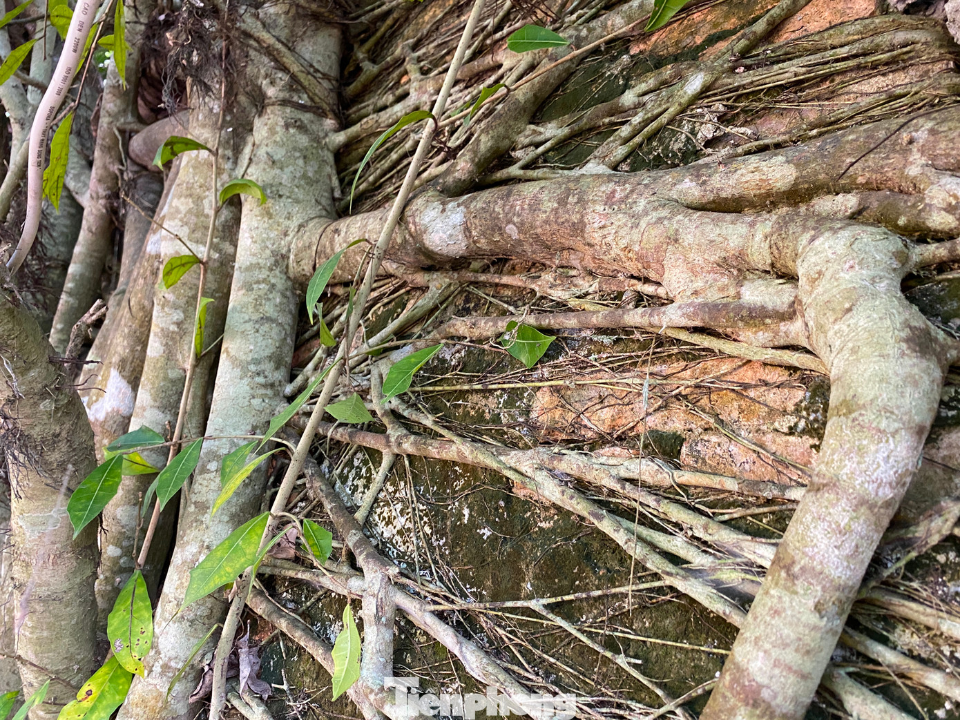 Bên ngoài, rễ cây chằng chịt như vô vàn những con rắn to nhỏ, ngắn dài ôm ấp, bao phủ am thờ.