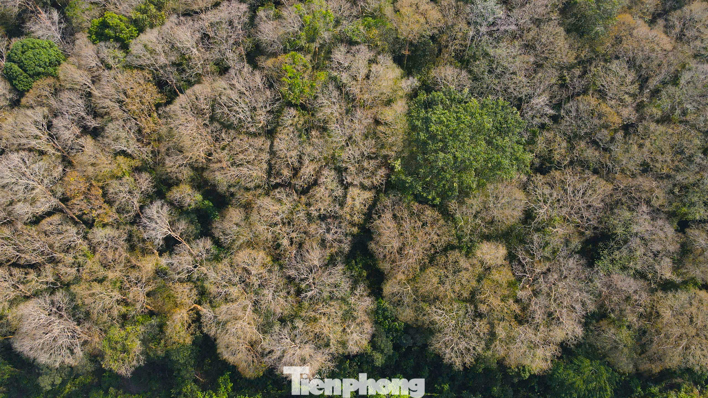 Những cây săng lẻ rụng lá tạo thành một mảng màu riêng biệt. Những cây săng lẻ rụng lá tạo thành một mảng màu riêng biệt.