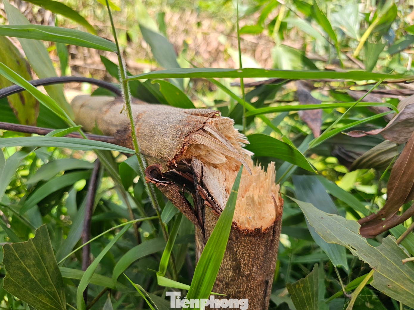 Những cây keo này bị chặt 1/2, 1/3 thân cây từ trước. Khi gió lớn đã thổi ngã gãy gây chết cây. Những cây keo này bị chặt 1/2, 1/3 thân cây từ trước. Khi gió lớn đã thổi ngã gãy gây chết cây.