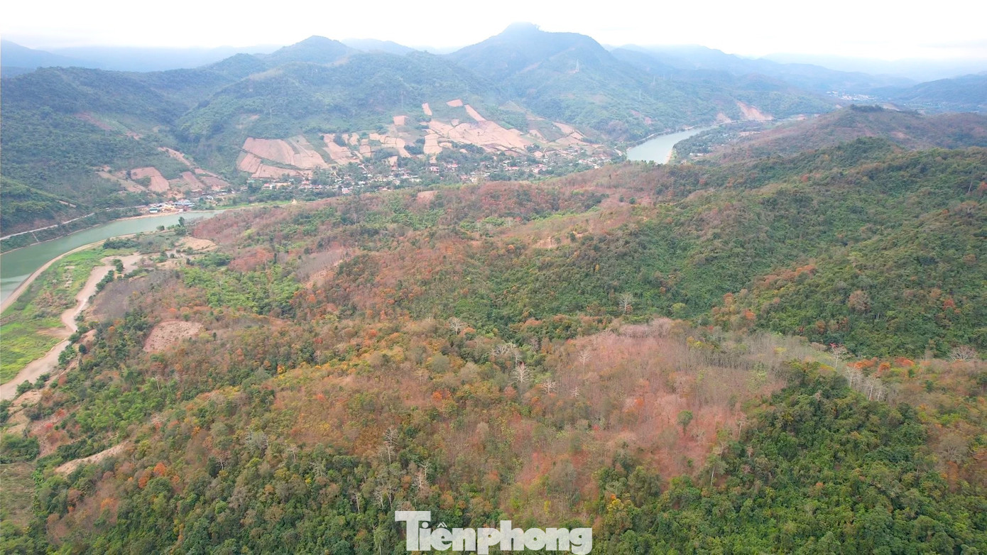 Những cánh rừng đang dần chuyển màu rồi rụng lá.