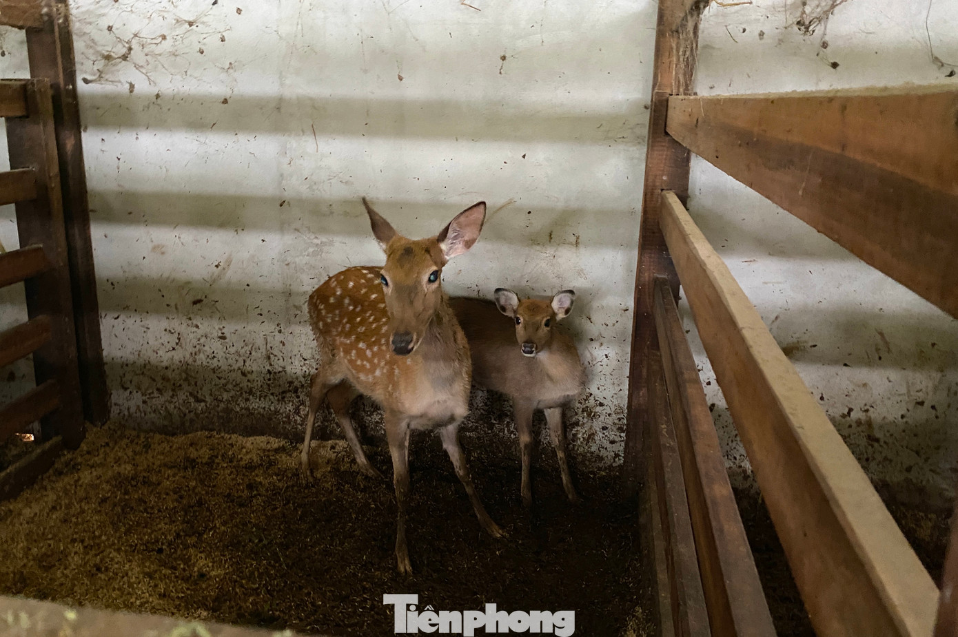 Hiện tại, trang trại của anh Thắng đang có hơn 150 con hươu và nai.