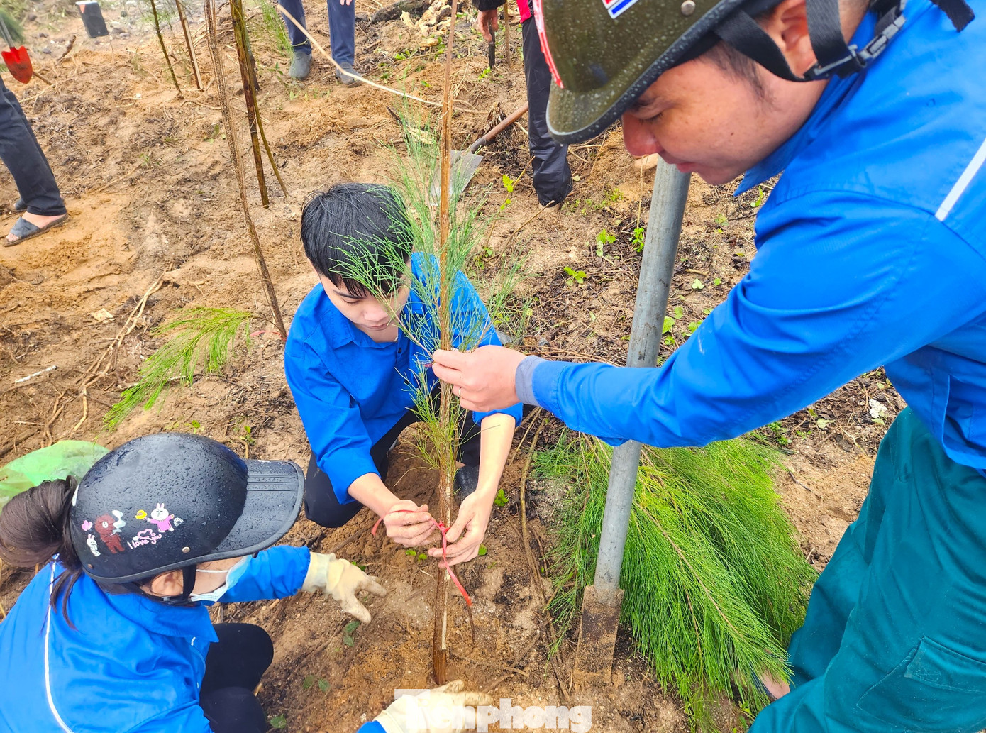 Các đoàn viên thanh niên cẩn thận trồng những cây phi lao lên rừng phòng hộ ven biển xã Nghi Tiến. Các đoàn viên thanh niên cẩn thận trồng những cây phi lao lên rừng phòng hộ ven biển xã Nghi Tiến.