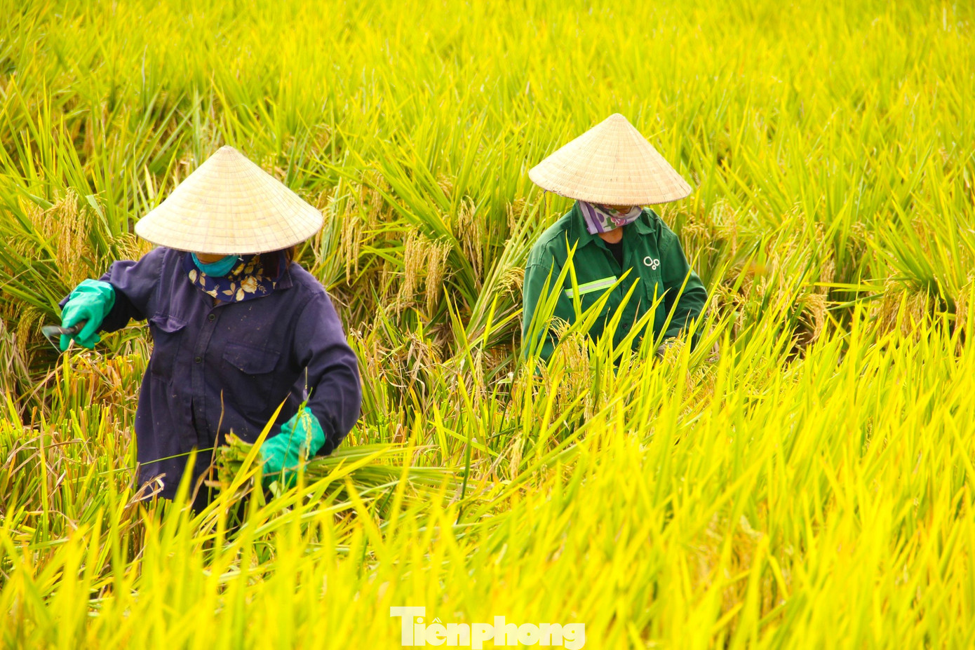 Tại Nghệ An, bắt đầu từ tháng 5 thường xuất hiện những cơn giông lốc. Để tránh việc lúa bị giông lốc xô đổ gây thiệt hại mất mùa, mỗi khi ruộng lúa chớm vàng, người dân lại tranh thủ ra đồng thu hoạch.