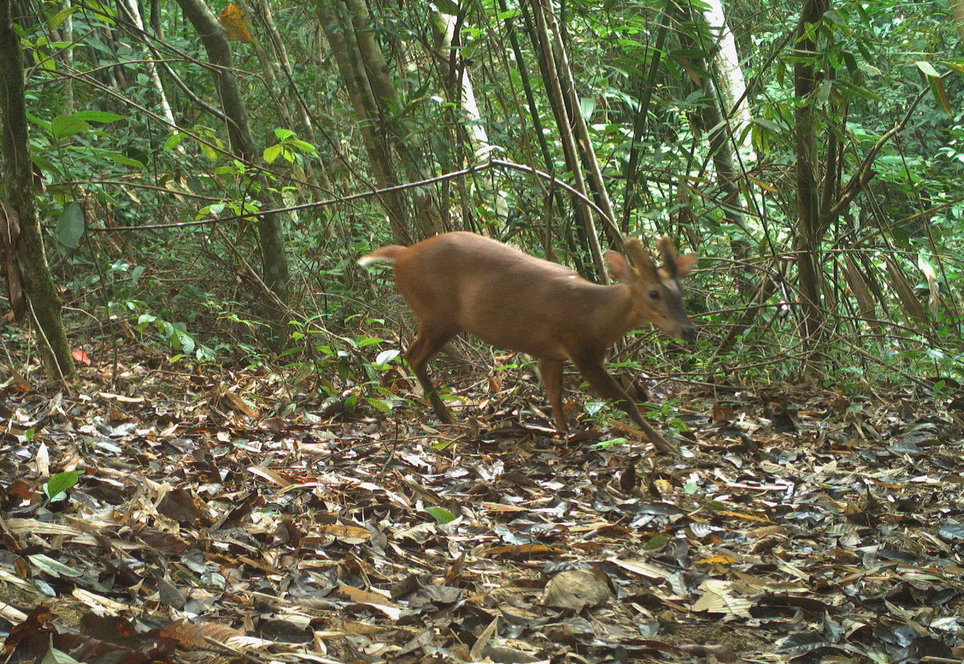 Nhiều loài động vật hoang dã quý hiếm được phát hiện trong rừng thông qua việc bẫy ảnh.