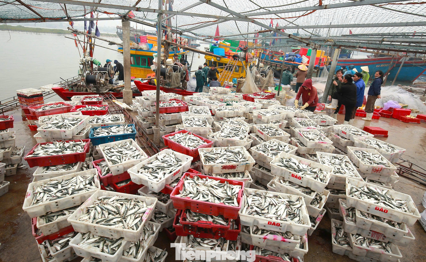 Chỉ sau vài giờ vươn khơi bám biển những ngày cuối năm, ngư dân thị xã Hoàng Mai (Nghệ An) thu về hàng chục triệu đồng từ cá trích. Nhờ đó, ngư dân có thêm nguồn thu nhập lớn và một cái tết ấm no hơn.