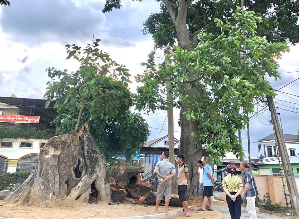Người dân tiếc nuối khi cây đa là Di tích lịch sử bị gãy đổ.