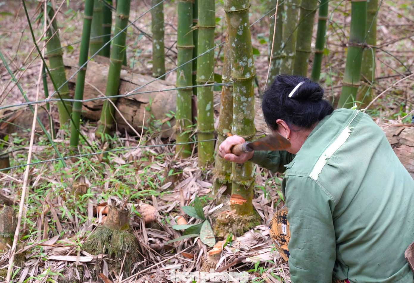 Theo kinh nghiệm của người dân, khi thu hoạch tre mét, phải chặt sát gốc để tránh cả bụi cây không bị thoái hóa. Ngoài ra còn để mặt bằng thoáng, giúp lớp măng sau dễ phát triển. Theo kinh nghiệm của người dân, khi thu hoạch tre mét, phải chặt sát gốc để tránh cả bụi cây không bị thoái hóa. Ngoài ra còn để mặt bằng thoáng, giúp lớp măng sau dễ phát triển.