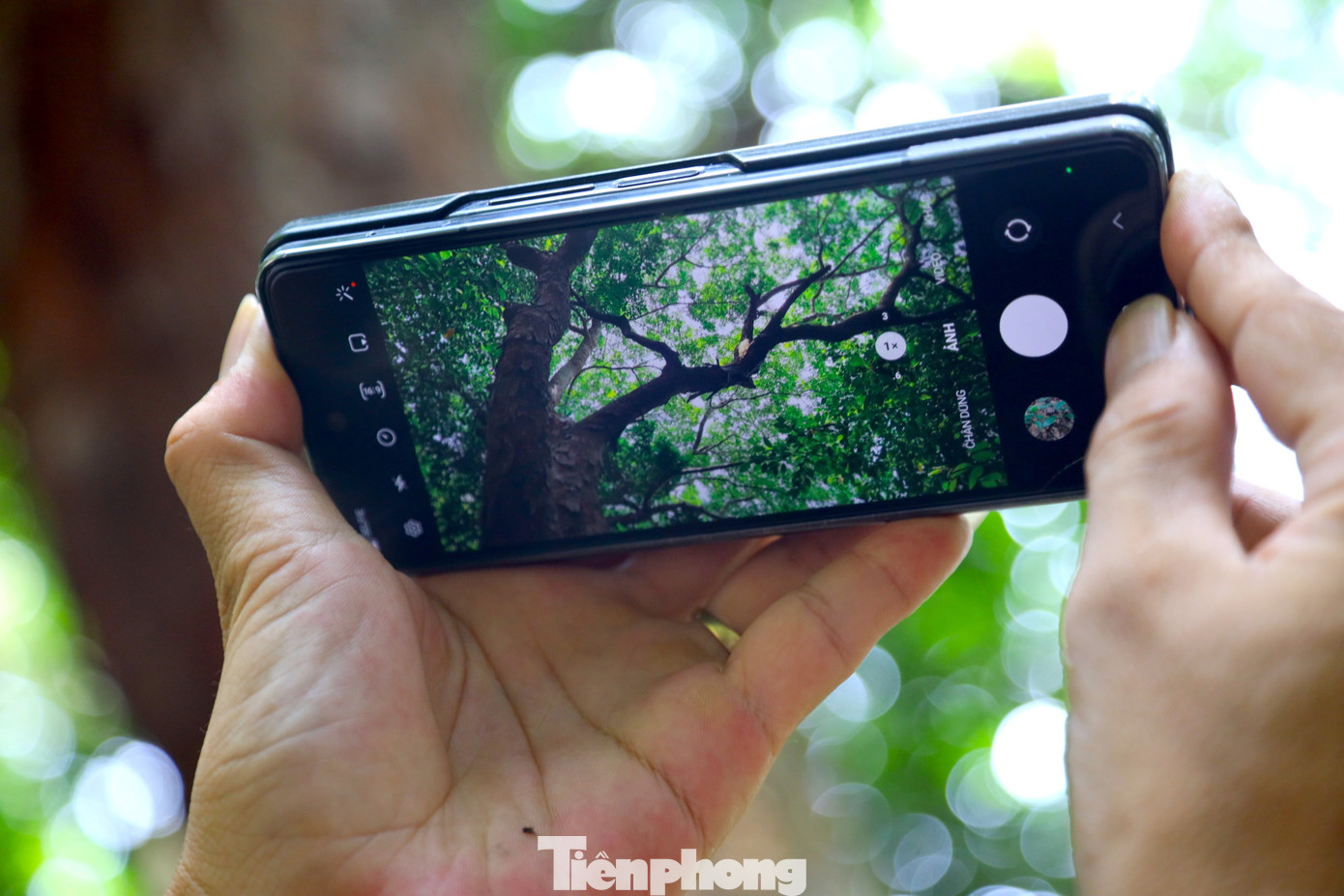 Cũng chính vì sự bảo vệ nghiêm ngặt nên dù trong khu rừng có nhiều cây lim cổ thụ chết do già yếu nhưng người dân và chính quyền vẫn để nguyên hiện trạng mà không tác động vào rừng cây.