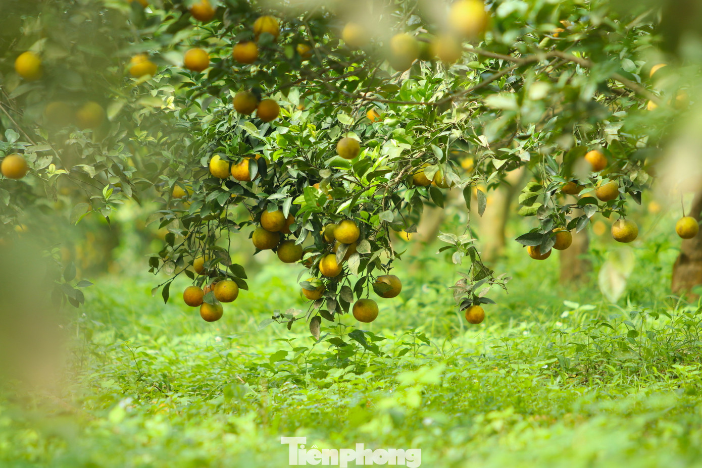 Khoảng tháng 3, tháng 4 hàng năm, cam sẽ bắt đầu cho ra trái. Đến tháng 10 âm lịch hàng năm, cam sẽ chín bói và cho thu hoạch đến rằm tháng Giêng. Nhưng cam chủ yếu được bán vào dịp Tết.