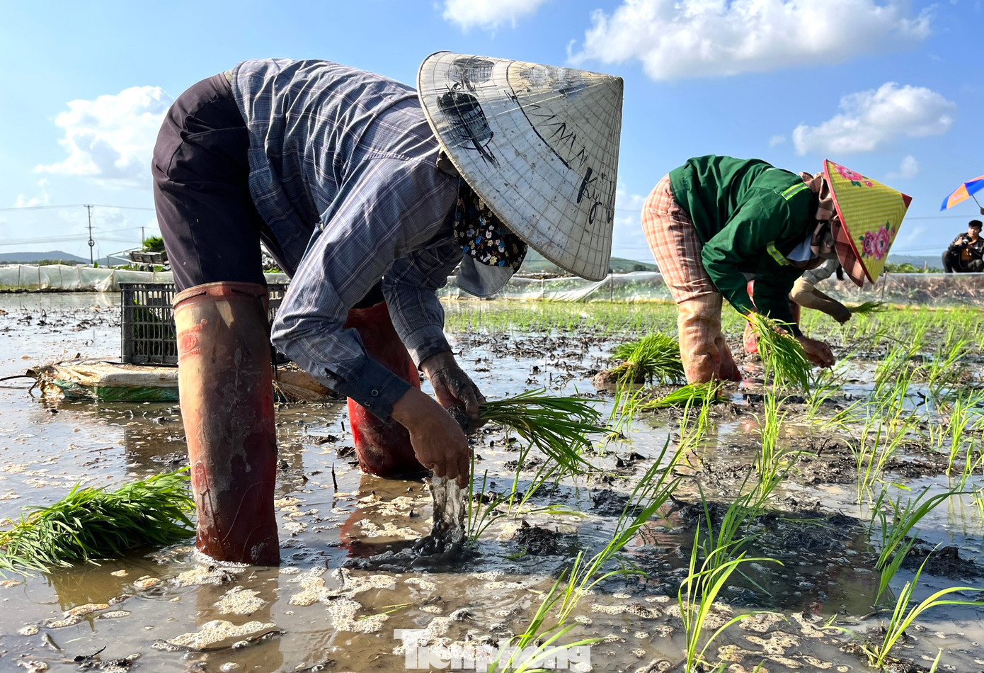 Cúi cấy nhiều mệt, thỉnh thoảng những người thợ lại phải đứng dậy để hít thở cho thẳng lưng rồi mới tiếp tục cúi xuống cấy lúa.