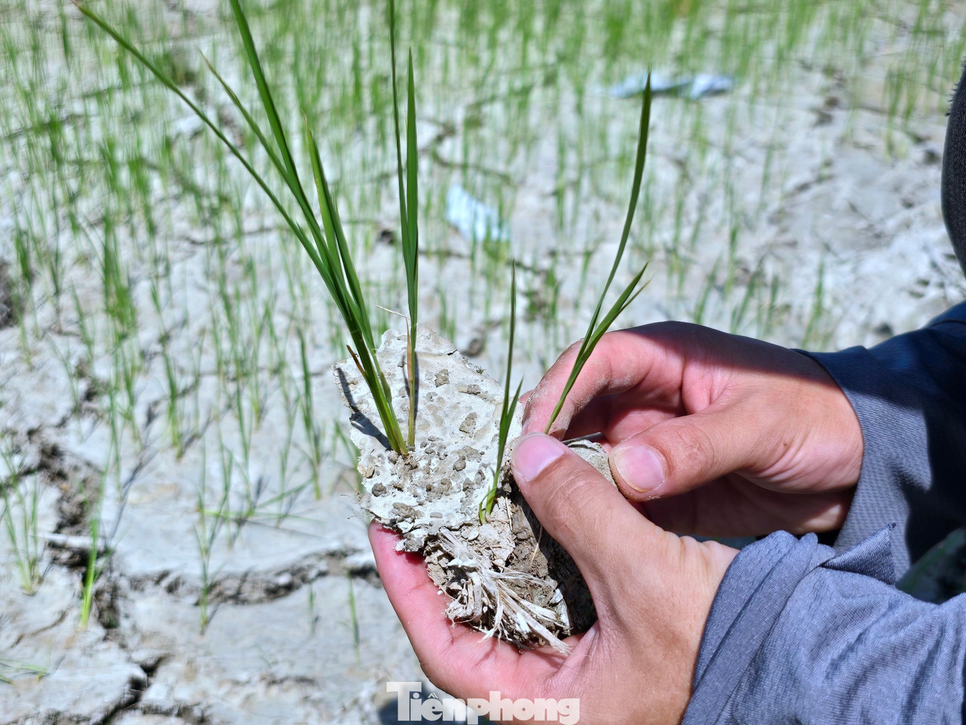 Trên nhiều cánh đồng, đất nứt nẻ, bong thành từng mảng. Người dân cho hay, tình trạng khô hạn đã kéo dài hơn 1 tuần qua. Nếu ít ngày nữa không có nước tưới, những cây lúa trên ruộng sẽ bị chết khô hoặc giảm năng suất nặng.