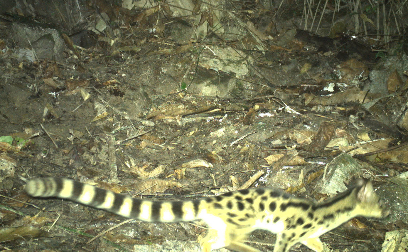 Nhiều loài động vật hoang dã quý hiếm được phát hiện trong rừng thông qua việc bẫy ảnh.