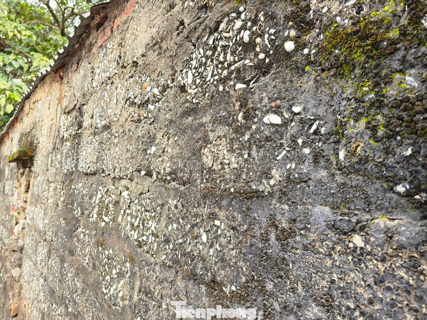 Người dân cho biết, những năm 1960-1980, nguồn vật liệu xây dựng như gạch đá hiếm hoi, đắt đỏ thì vỏ sò, ốc, điệp lại chính là vật liệu quý để người dân ở vùng ven biển xây dựng nhà, hàng rào và các công trình phụ. Người dân cho biết, những năm 1960-1980, nguồn vật liệu xây dựng như gạch đá hiếm hoi, đắt đỏ thì vỏ sò, ốc, điệp lại chính là vật liệu quý để người dân ở vùng ven biển xây dựng nhà, hàng rào và các công trình phụ.