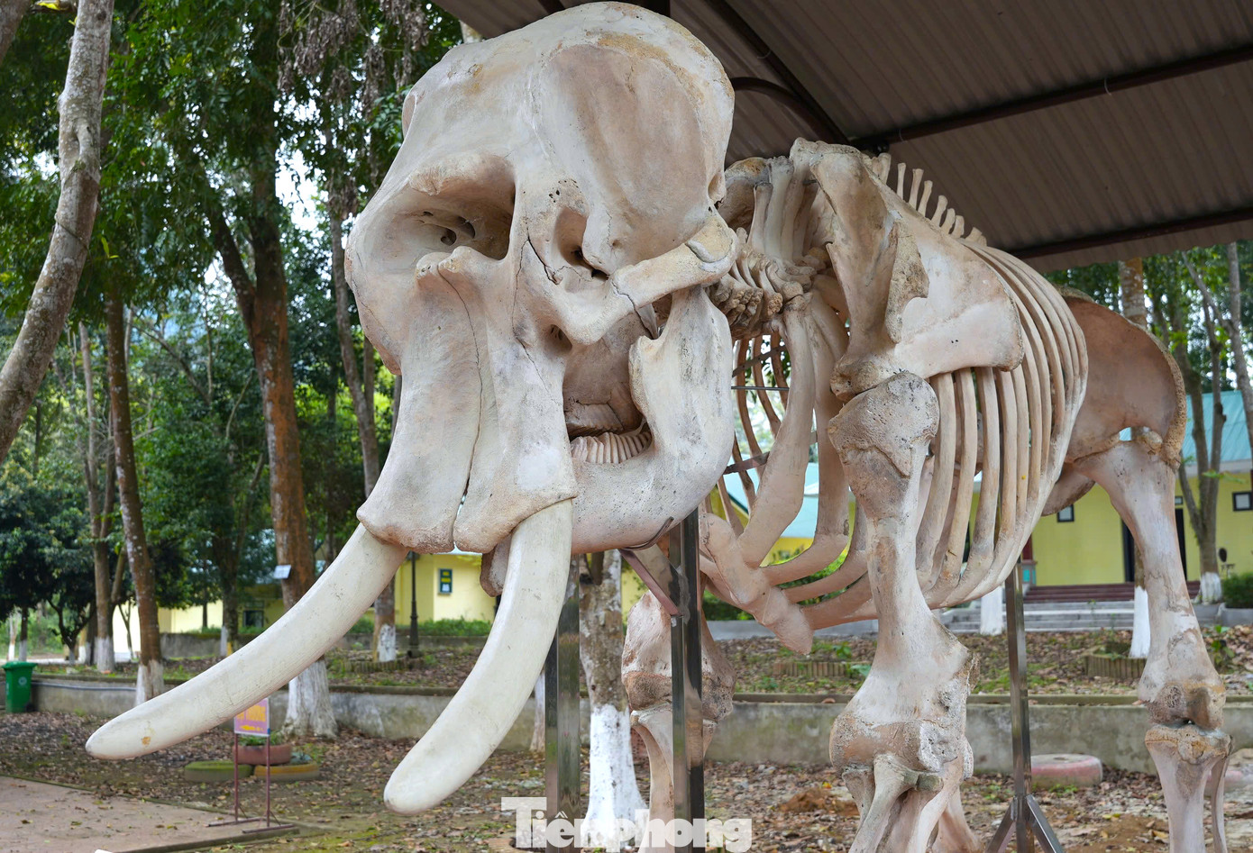 Các cơ quan chức năng sau đó chôn xác 2 con voi dưới cát nhằm đẩy nhanh quá trình phân hủy. Xương voi sau đó tiếp tục được xử lý bằng hóa chất đặc biệt để làm sạch. Các cơ quan chức năng sau đó chôn xác 2 con voi dưới cát nhằm đẩy nhanh quá trình phân hủy. Xương voi sau đó tiếp tục được xử lý bằng hóa chất đặc biệt để làm sạch.