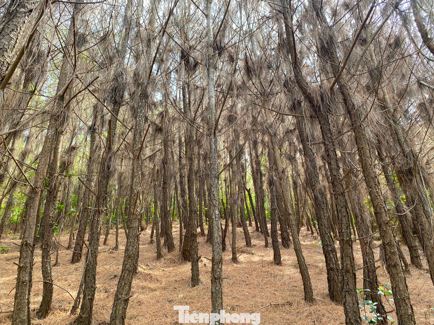 Gần 1 tháng xâm hại, nhiều khu rừng thông ở huyện Nghi Lộc đã bị sâu róm ăn trụi lá, xác xơ.