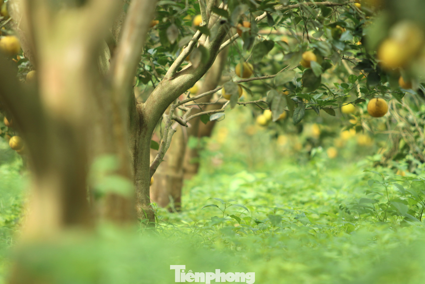 Trên diện tích vườn 5ha, ông Biên trồng hơn 2,4 nghìn gốc cam Xã Đoài lòng vàng. Giống cam này nổi tiếng bởi vị ngọt thanh mà không gắt, thơm mà không quá nồng.