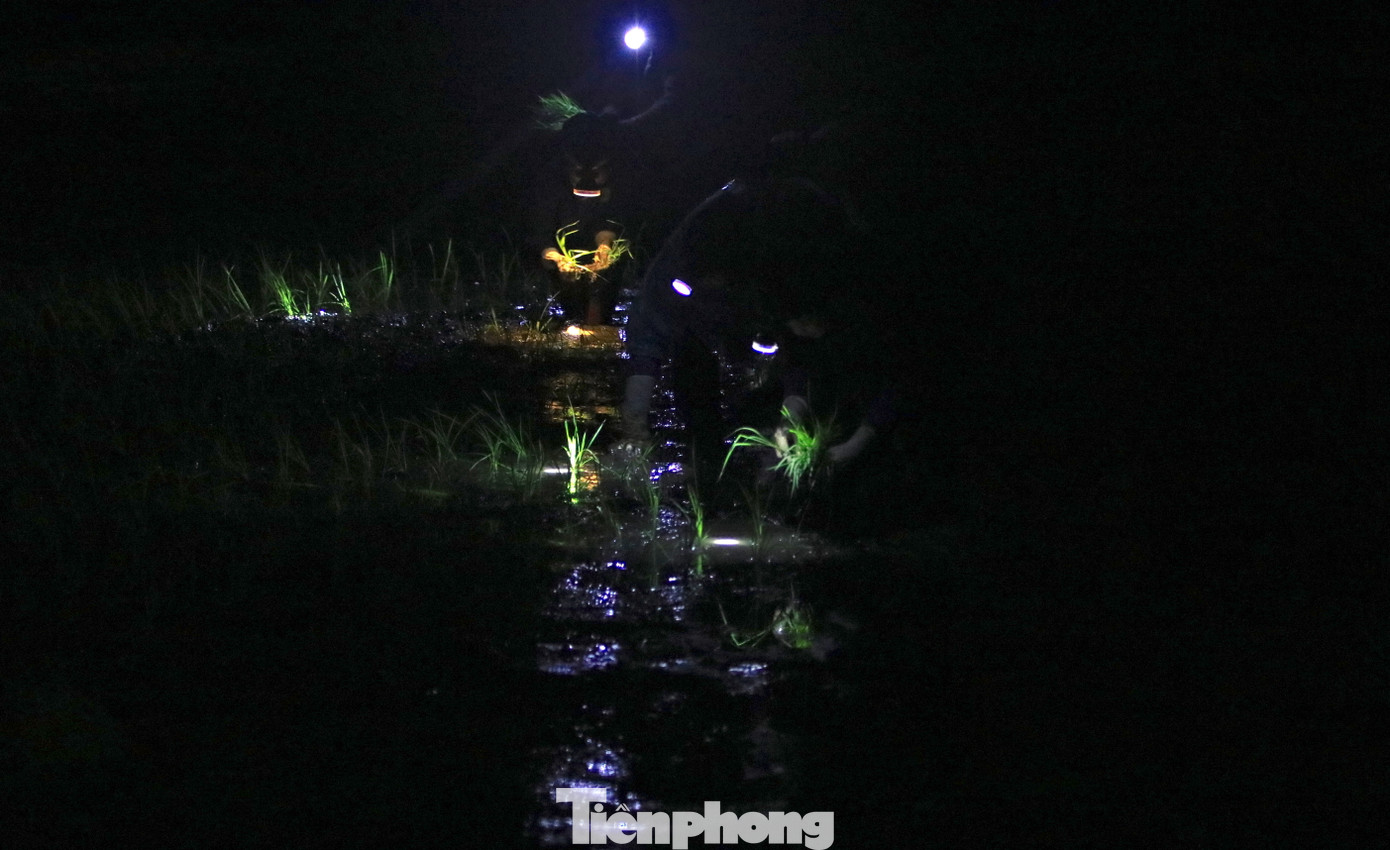 Xa xa trên những cánh đồng đều thấy lập lòe ánh đèn của những người cấy lúa.