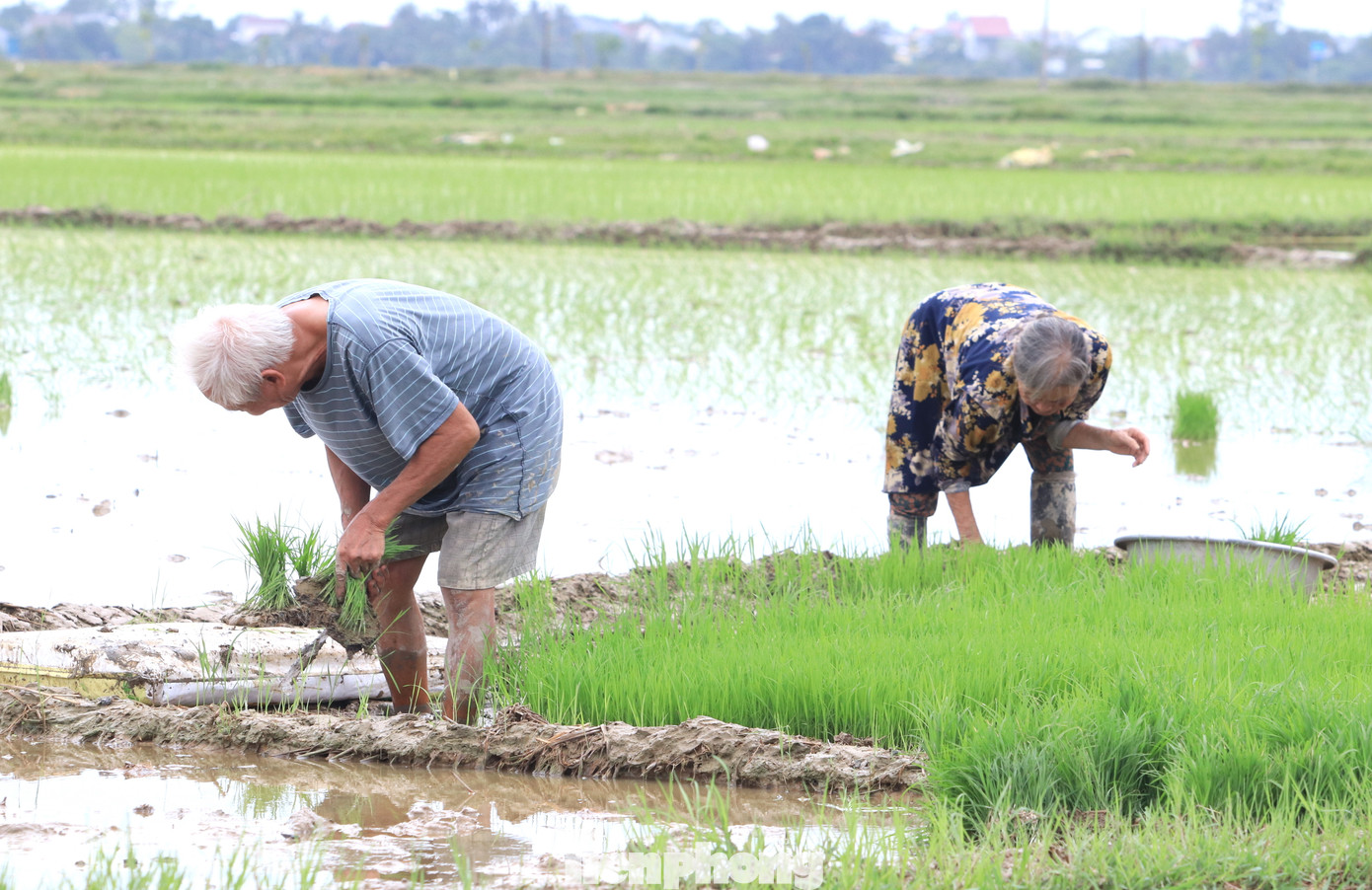 Dù tuổi cao sức yếu nhưng thiếu người cấy nên vợ chồng ông Ngà phải lội xuống ruộng nhổ mạ.
