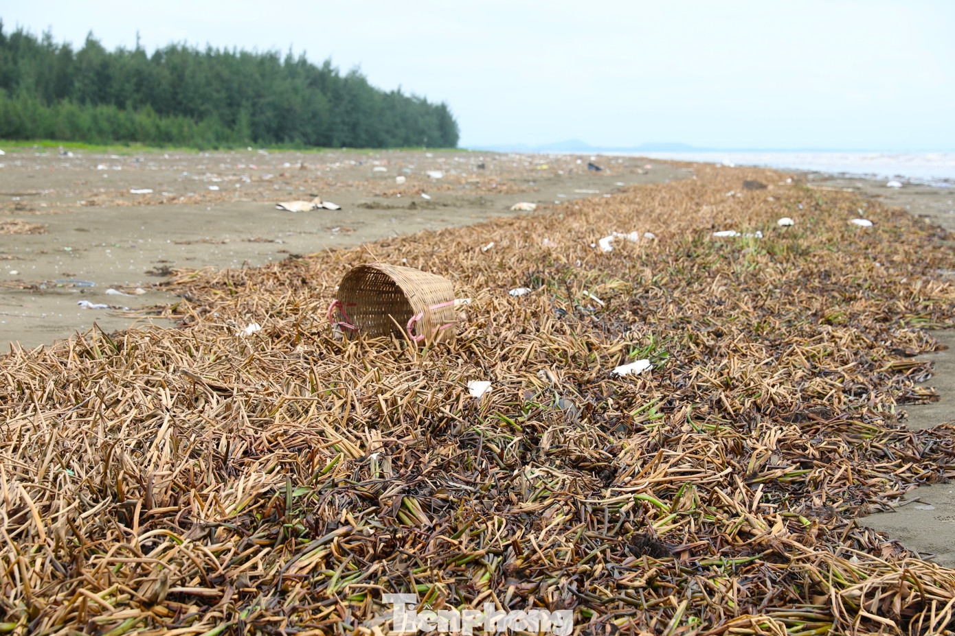 Không chỉ cây bèo, nhiều loại rác, thùng xốp, rác sinh hoạt cũng ngập tràn khu vực bờ biển và cửa biển qua xã Diễn Kim.