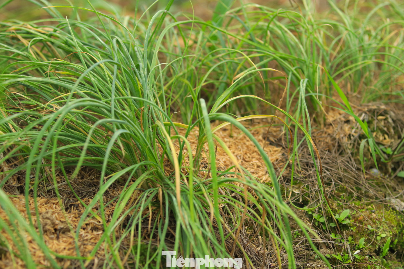 Không chỉ trồng thành từng ruộng lớn riêng, nhiều người dân ở xã Nghi Thuận còn trồng hành xen lẫn với ngô. Khi ngô lớn, hành tăm cũng đã được thu hoạch bán. Hành tăm ở đây có chất lượng khác hẳn so với những nơi khác, củ hành to tròn, nhiều tinh dầu và rất thơm nên được khách ưa chuộng.