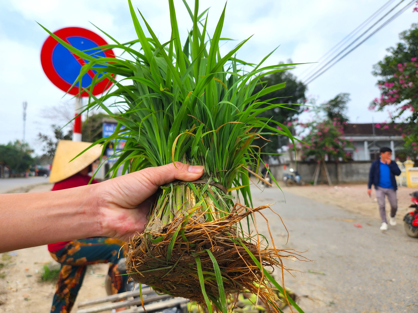 Bó mạ được người dân đặt ngay ngắn trên vỉa hè để người mua đến lựa chọn. Giá mạ cũng được người mua người bán tự thỏa thuận với nhau tùy vào độ lớn nhỏ của cây mạ, giống lúa.