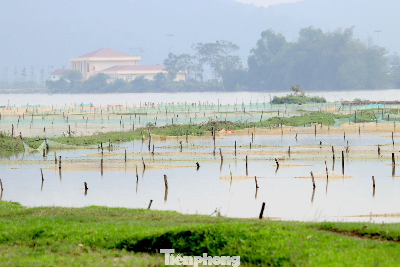 Khoảng tháng 9 âm lịch hàng năm, sau khi thu hoạch lúa, người dân bắt đầu dọn ruộng sạch để rươi sinh sống. Người dân sẽ bón thêm phân chuồng đã ủ kỹ rồi cày bừa để đất tơi xốp tạo môi trường sinh trưởng tốt cho rươi.