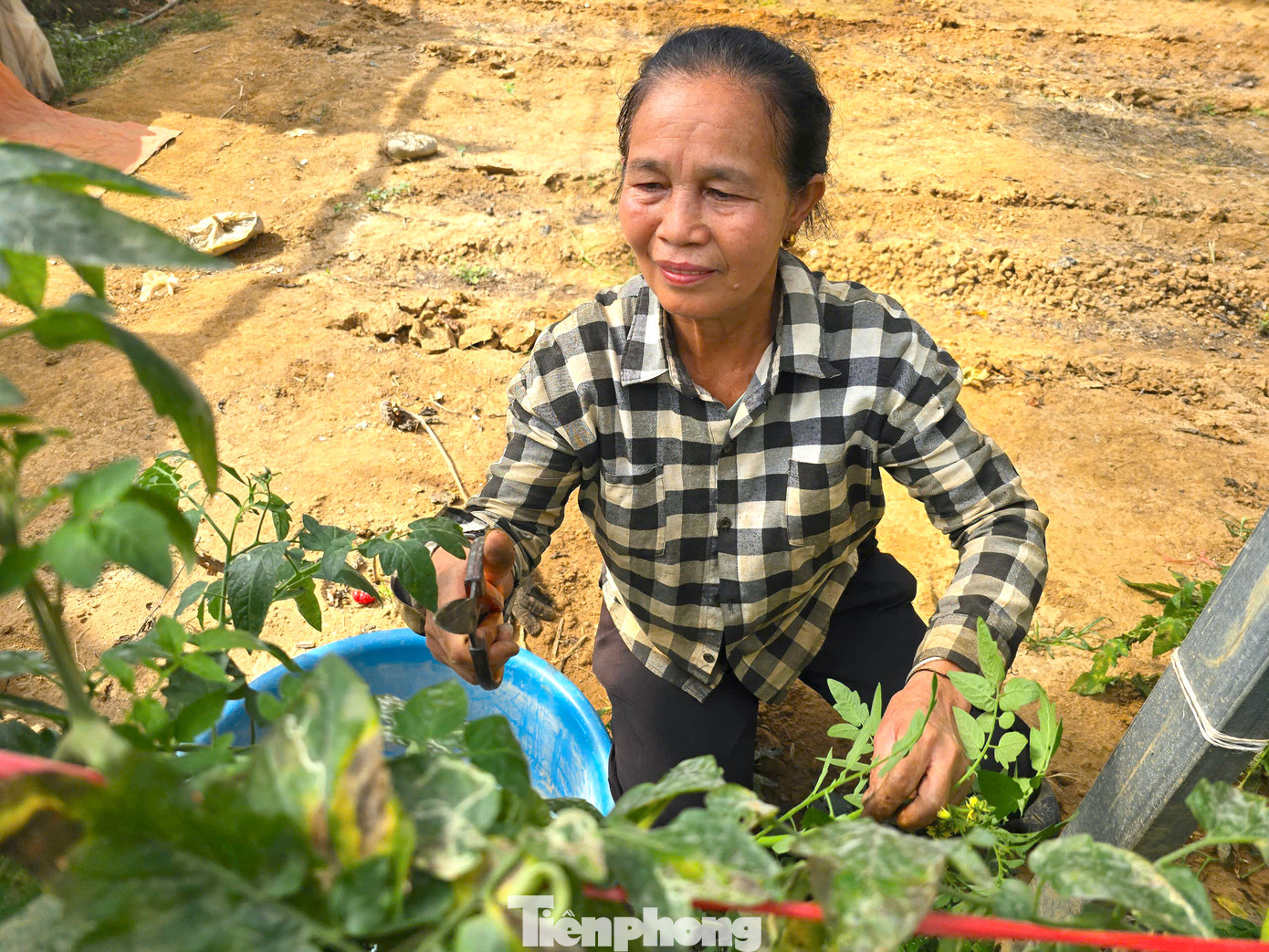 Diện tích trồng lớn, sản lượng cao nên chị Giang thuê thêm 4 người về hỗ trợ chăm sóc và thu hoạch bán.