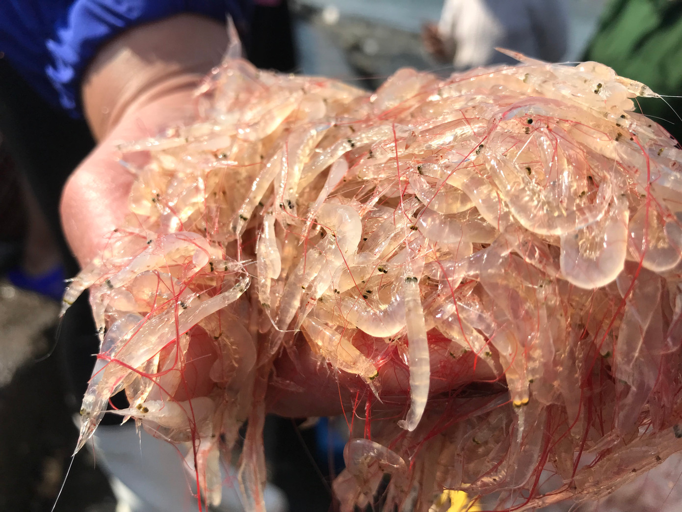 Những mớ tôm tép, cá tươi rói vừa được các ngư dân đánh bắt từ biển đưa về bến.